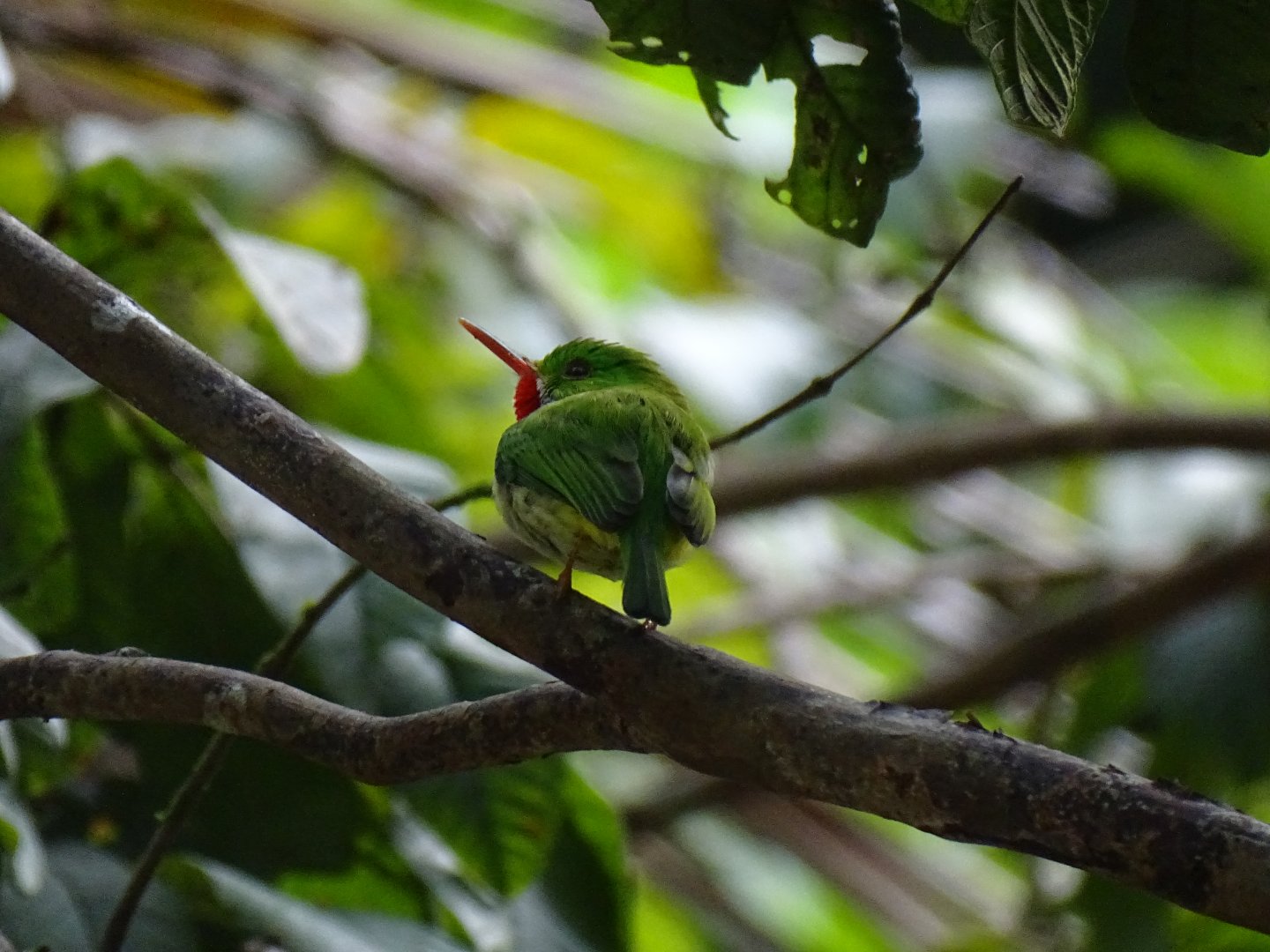 Jamaican tody (Todus todus) Wild in Jamaica