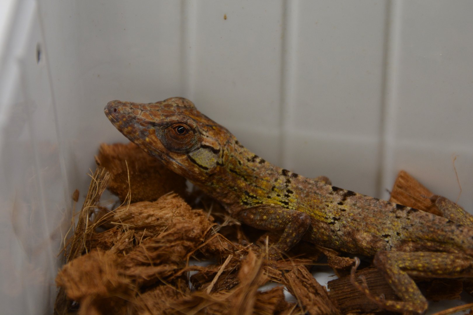 Jamaican twig anole (Anolis valencienni)