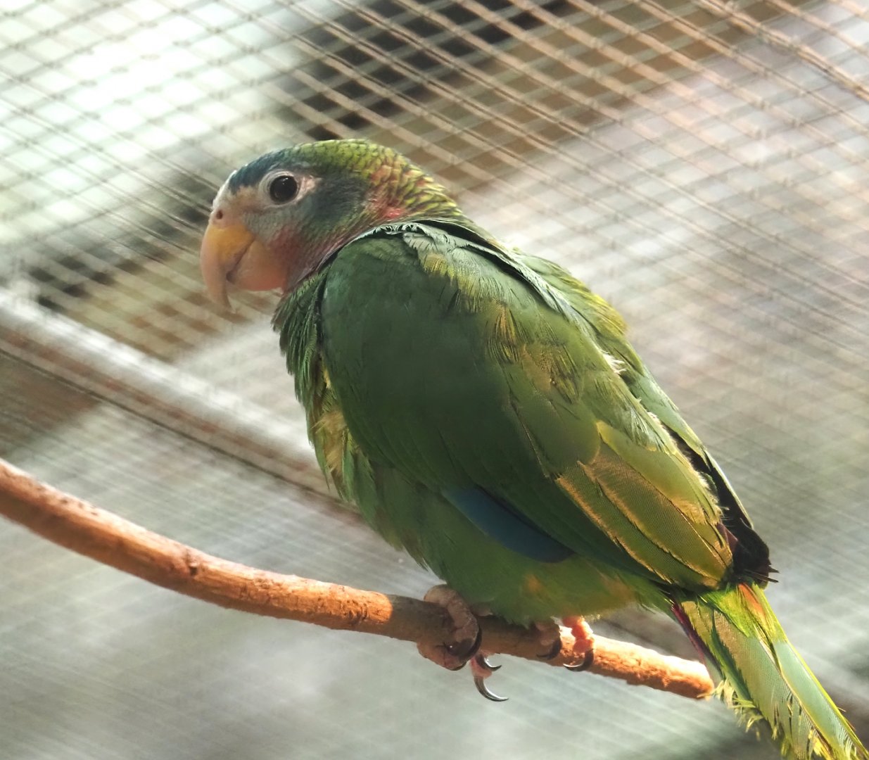 Jamaican yellow-billed amazon (Amazona collaria), 2024-05-22