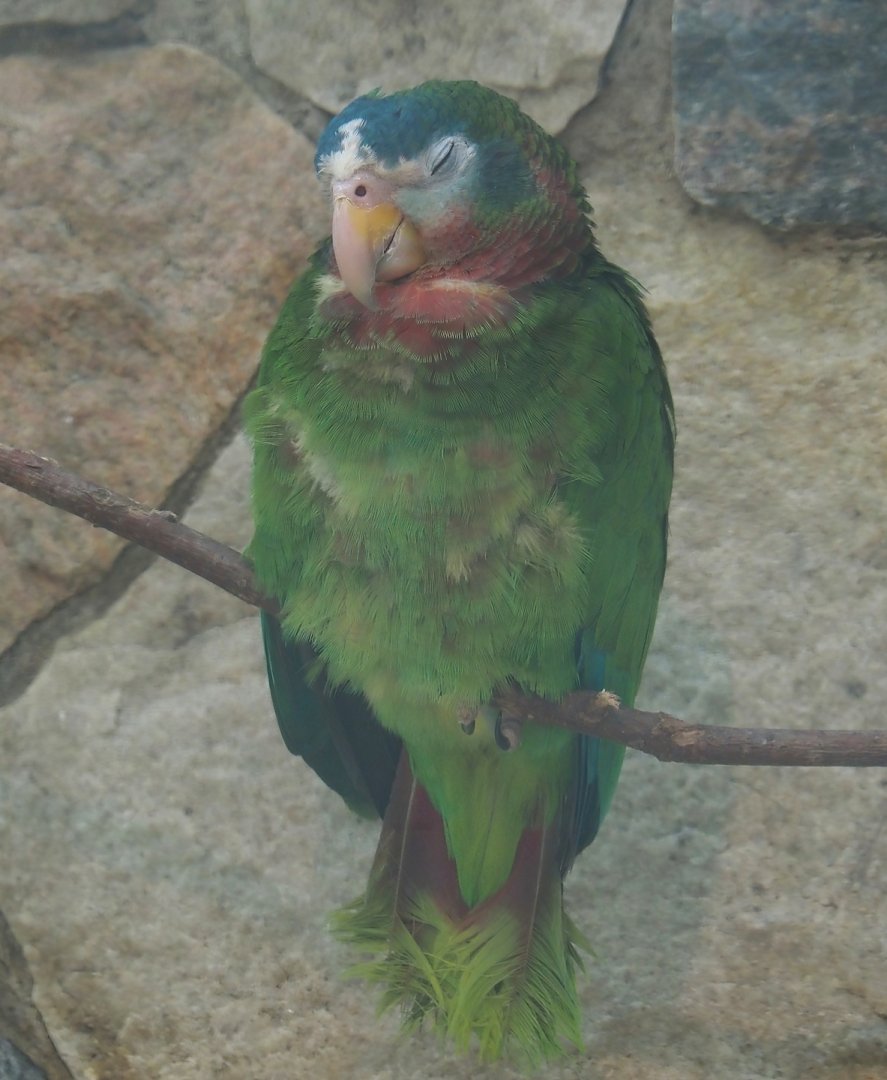 Jamaican yellow-billed amazon (Amazona collaria), 2024-05-23