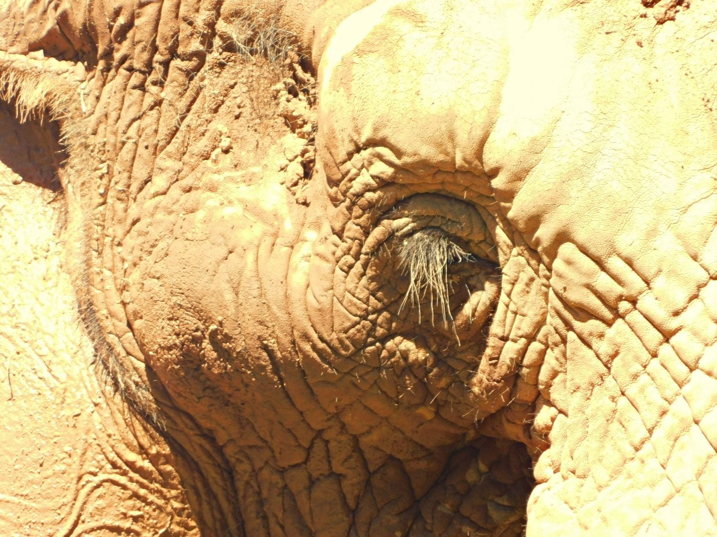 "Jamba", african-bush-elephant - Belo Horizonte zoo