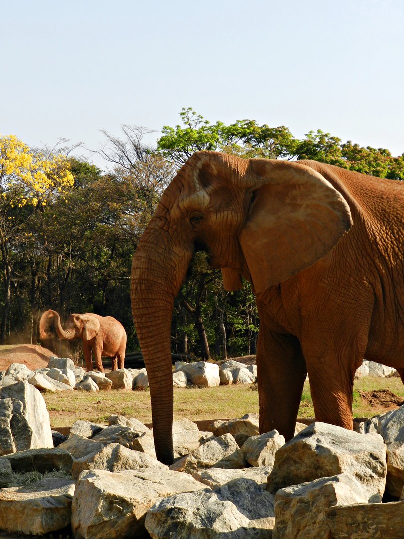 "Jamba" and "Axé" - Belo Horizonte zoo