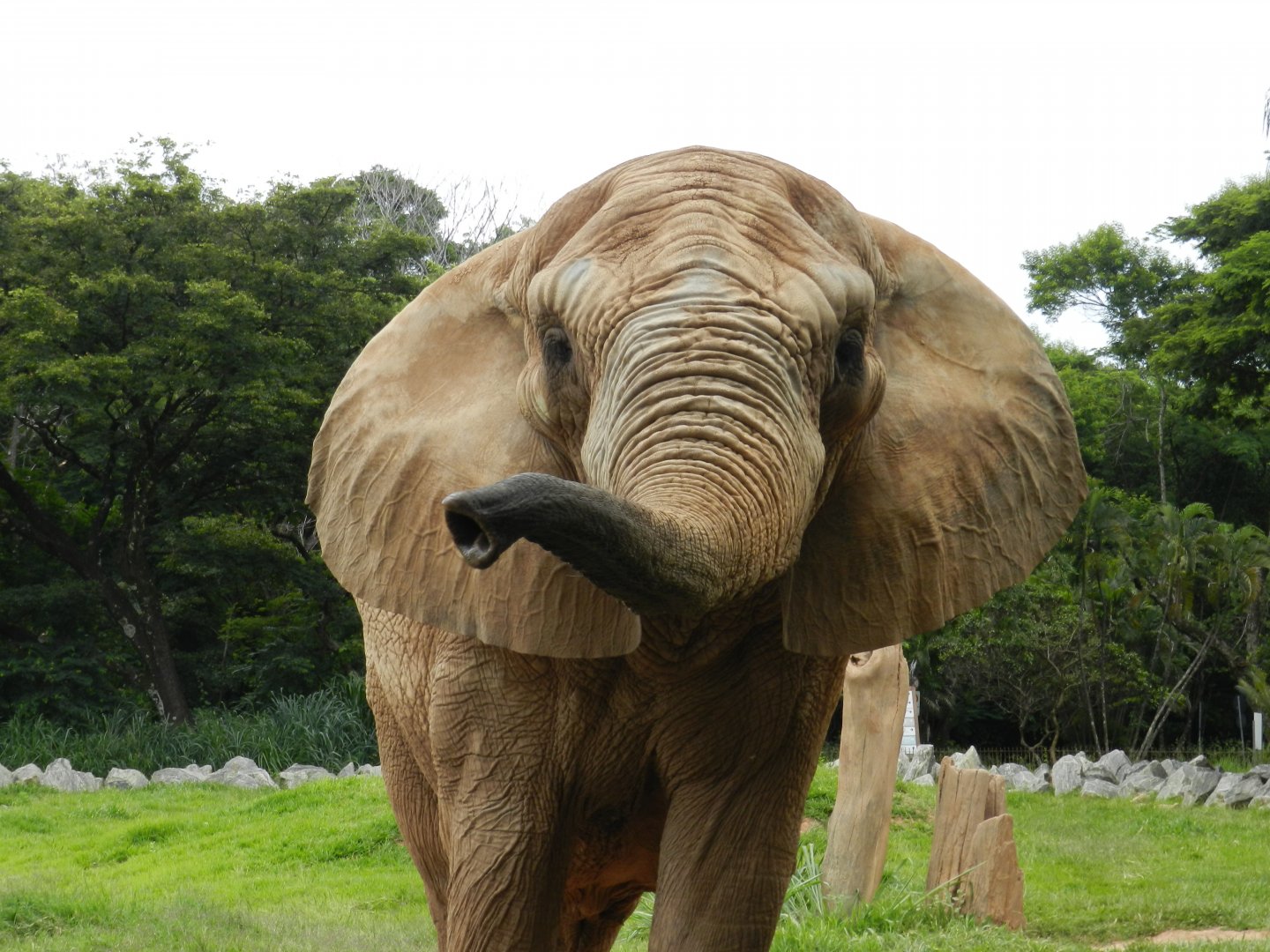 Jamba - Belo Horizonte zoo