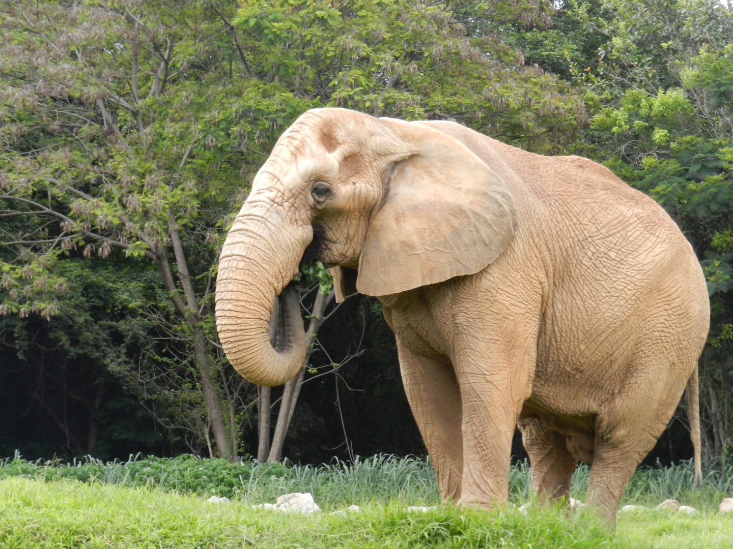 Jamba - Belo Horizonte zoo