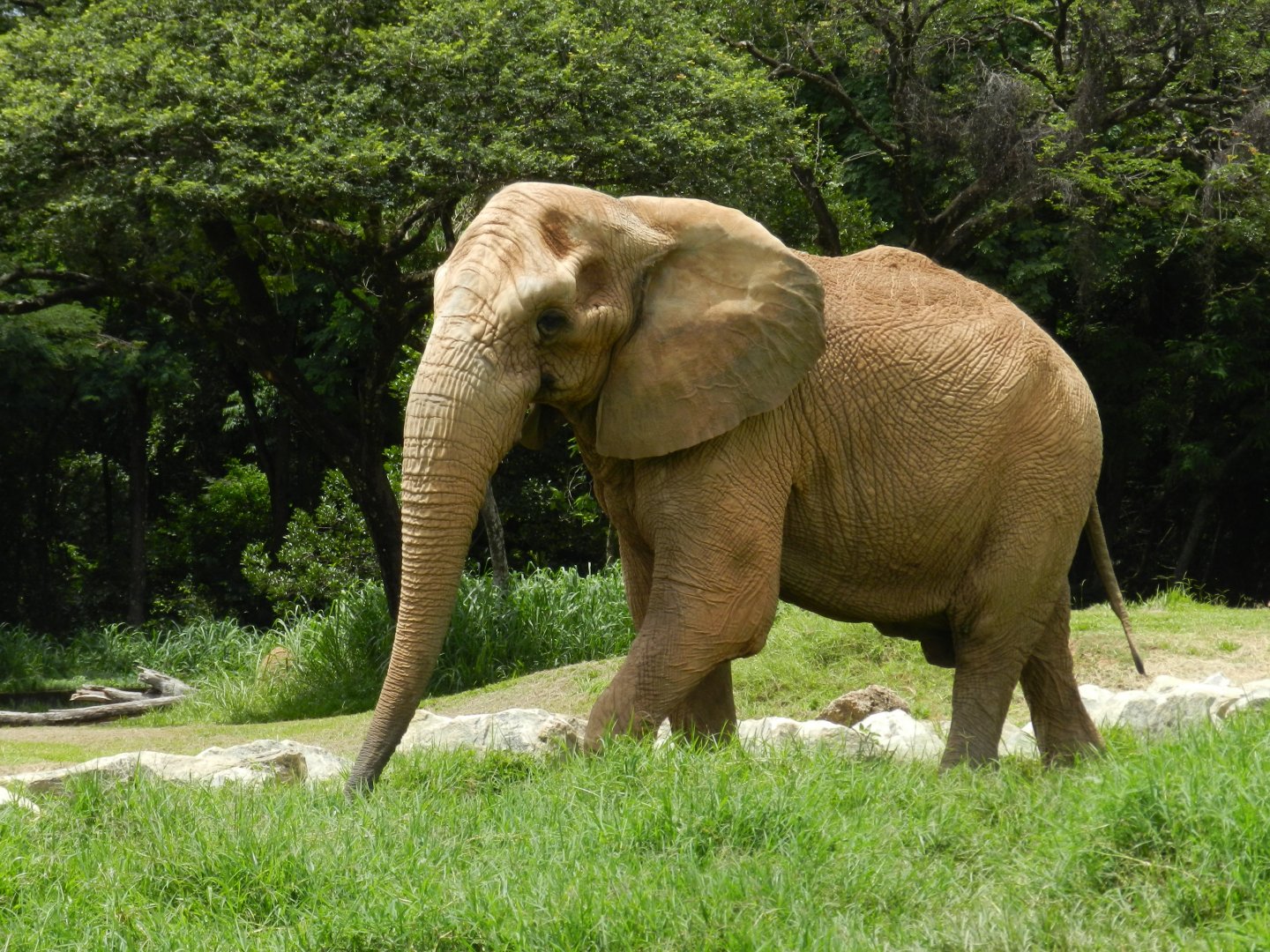 Jamba - Belo Horizonte zoo