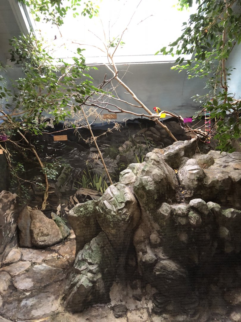 Jamba Fruit Dove Enclosure - Feb, 2020