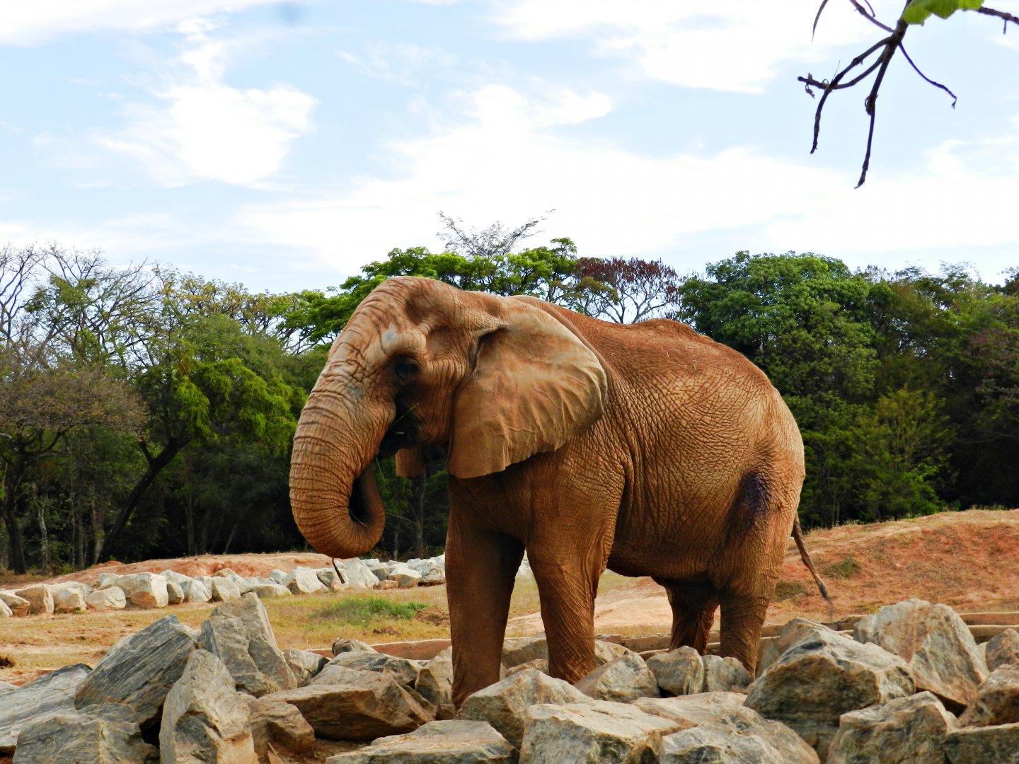 "Jamba" the african bush elephant - Belo Horizonte zoo