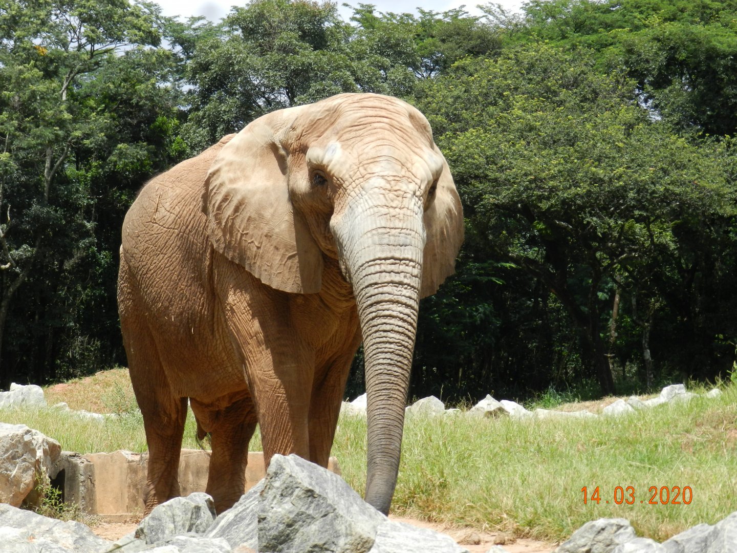 "Jamba", the elephant, at Belo Horizonte zoo