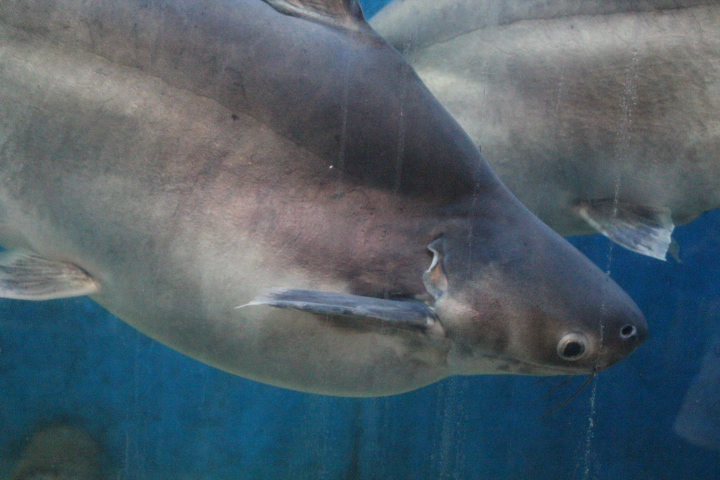 Jambal catfish (Pangasius djambal) - Purbasari Pancuran Mas