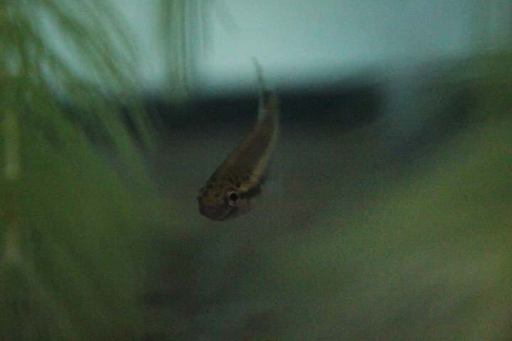 Jambi betta (Betta cracens) - PCBA