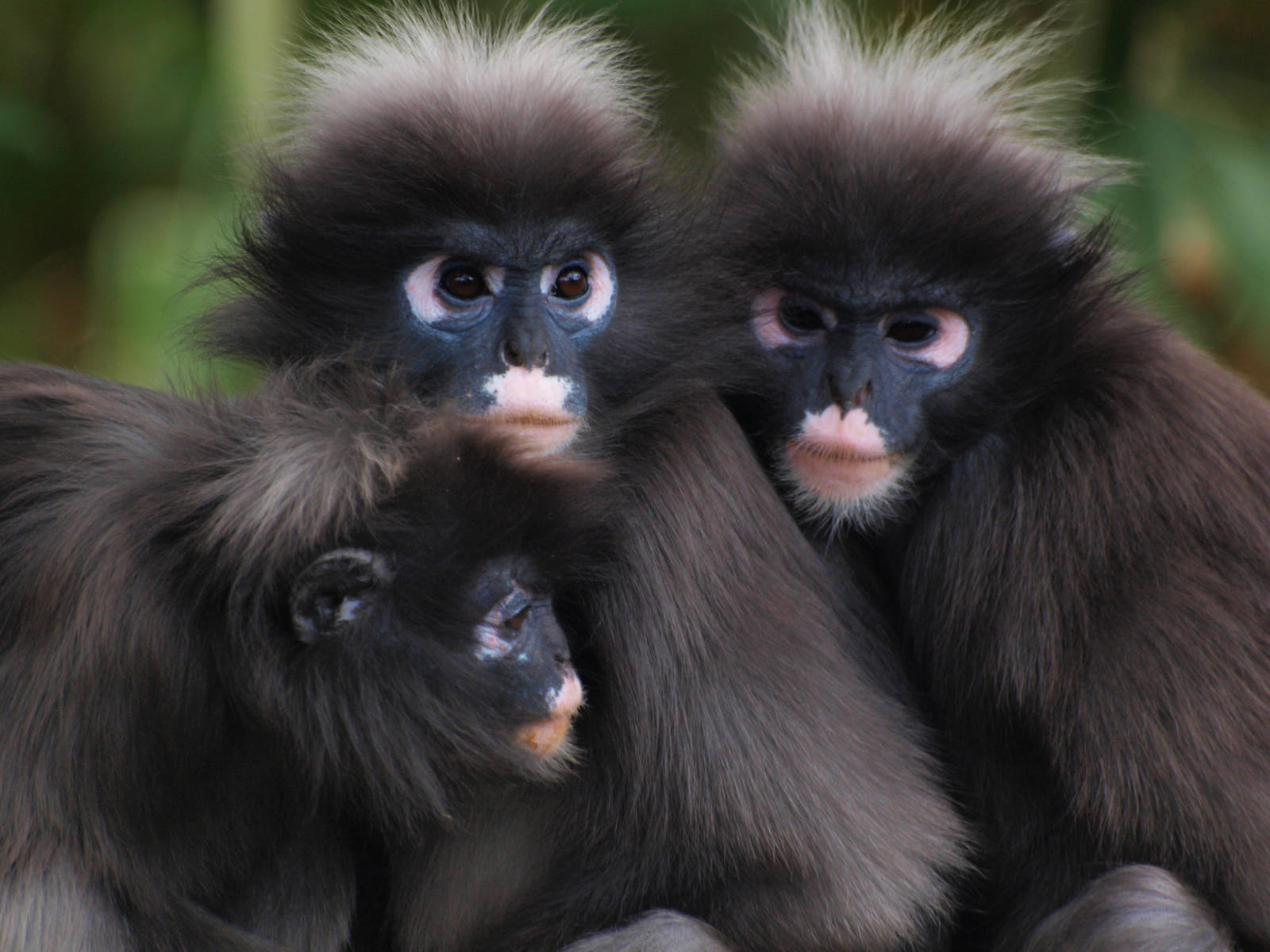 Jambi, Goblin and Jingga