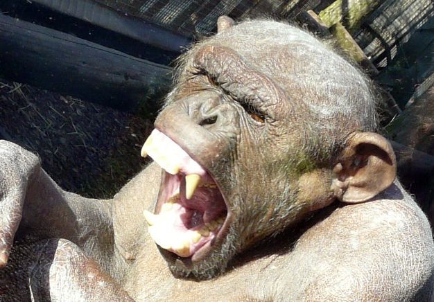 Jambo: Bald Chimpanzee