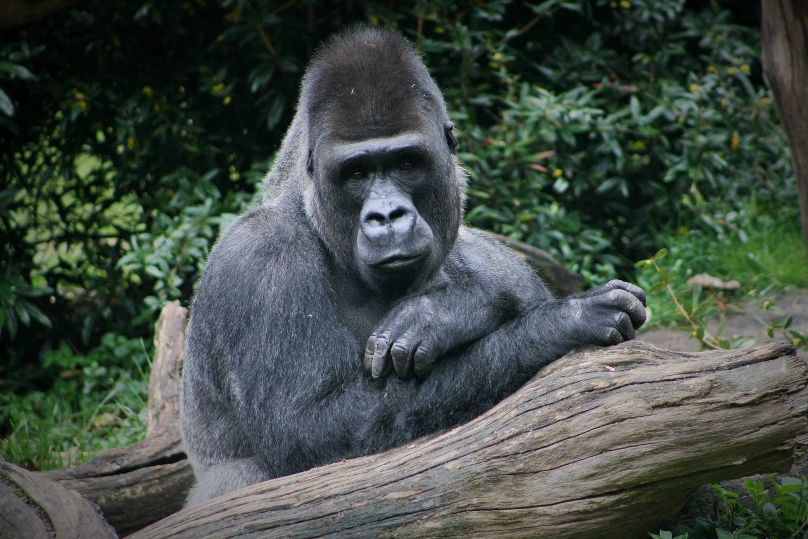 Jambo, Gorilla Silverback