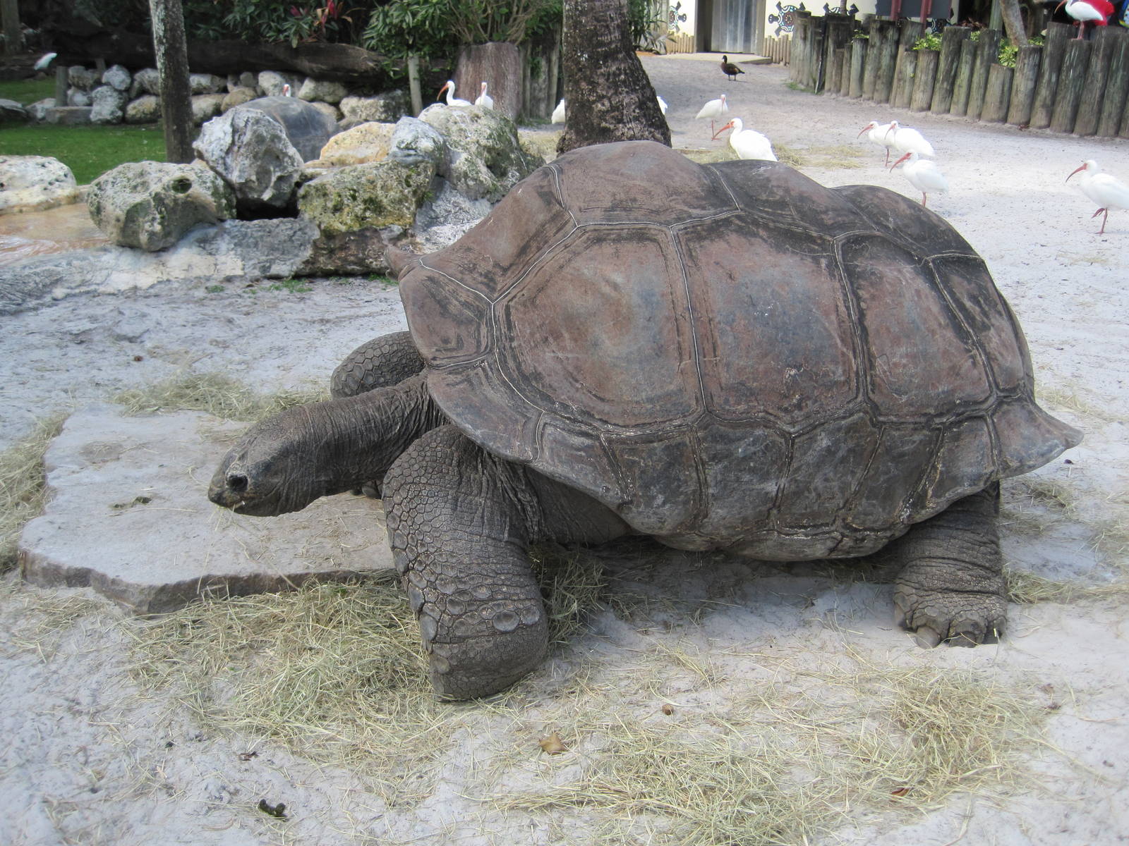 Jambo Junction- Aldabra Tortoise