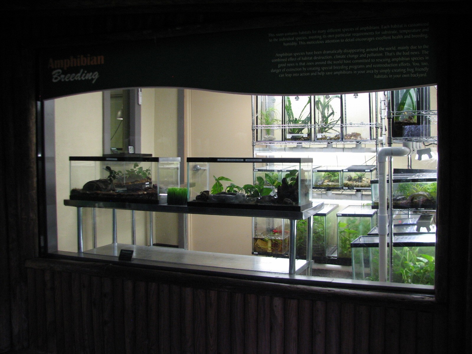 Jambo Junction - Amphibian Breeding Window
