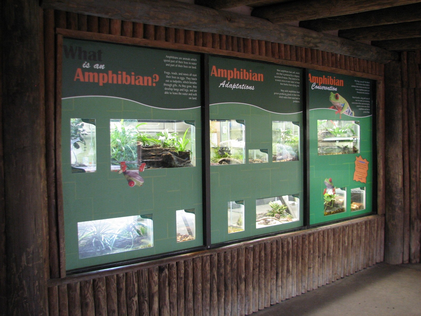 Jambo Junction - Amphibian Exhibits