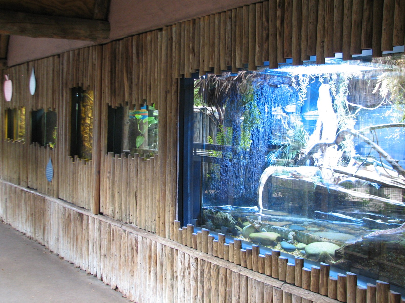 Jambo Junction - Basalisk Lizard Exhibit