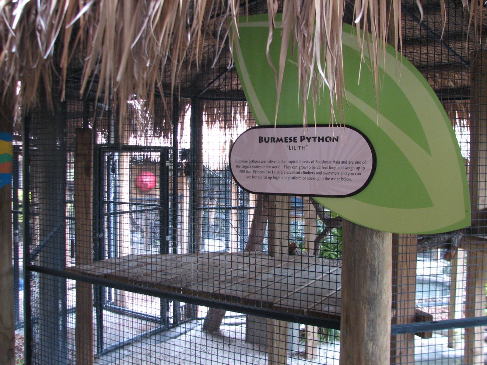 Jambo Junction - Burmese Python Exhibit