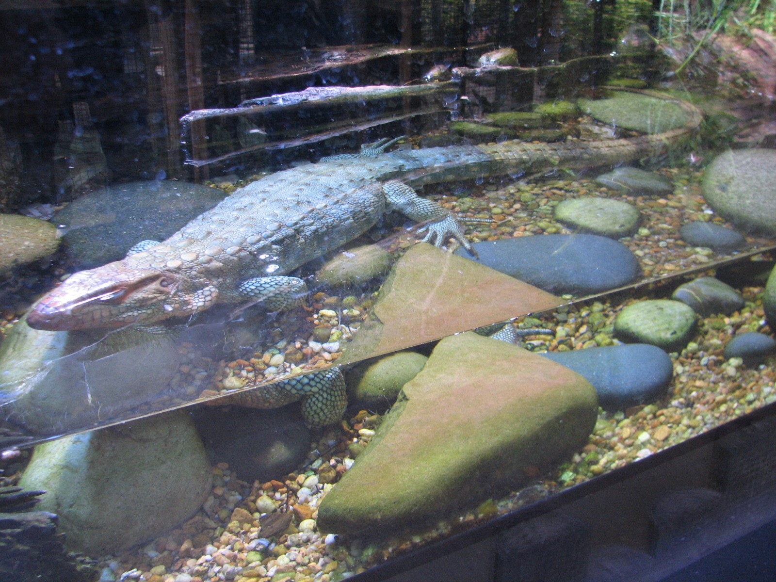 Jambo Junction - Caiman Lizard and Basalisk Lizard Exhibit