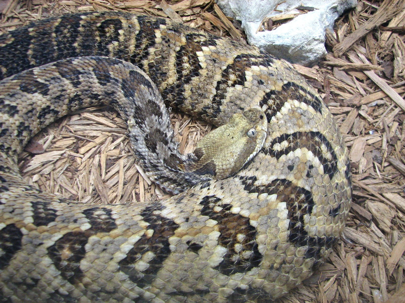 Jambo Junction - Canebrake Rattlesnake Exhibit