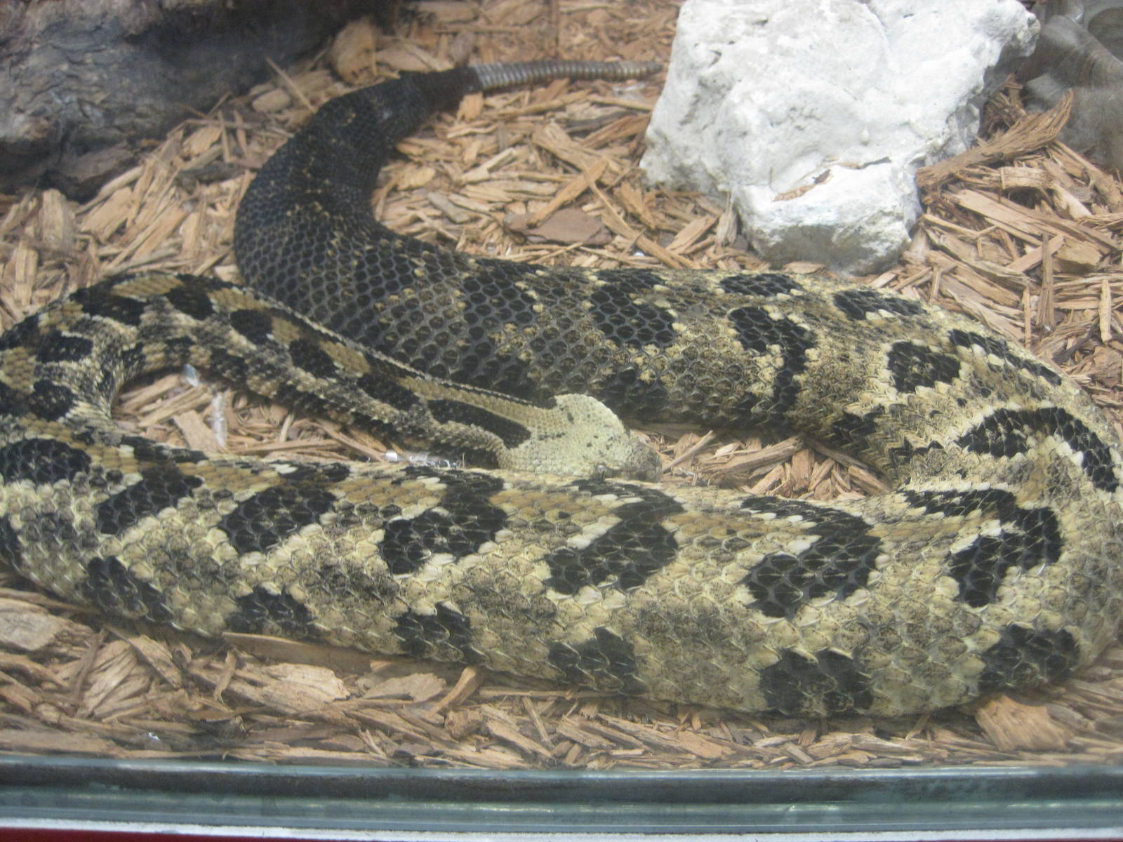 Jambo Junction- Canebrake Rattlesnake