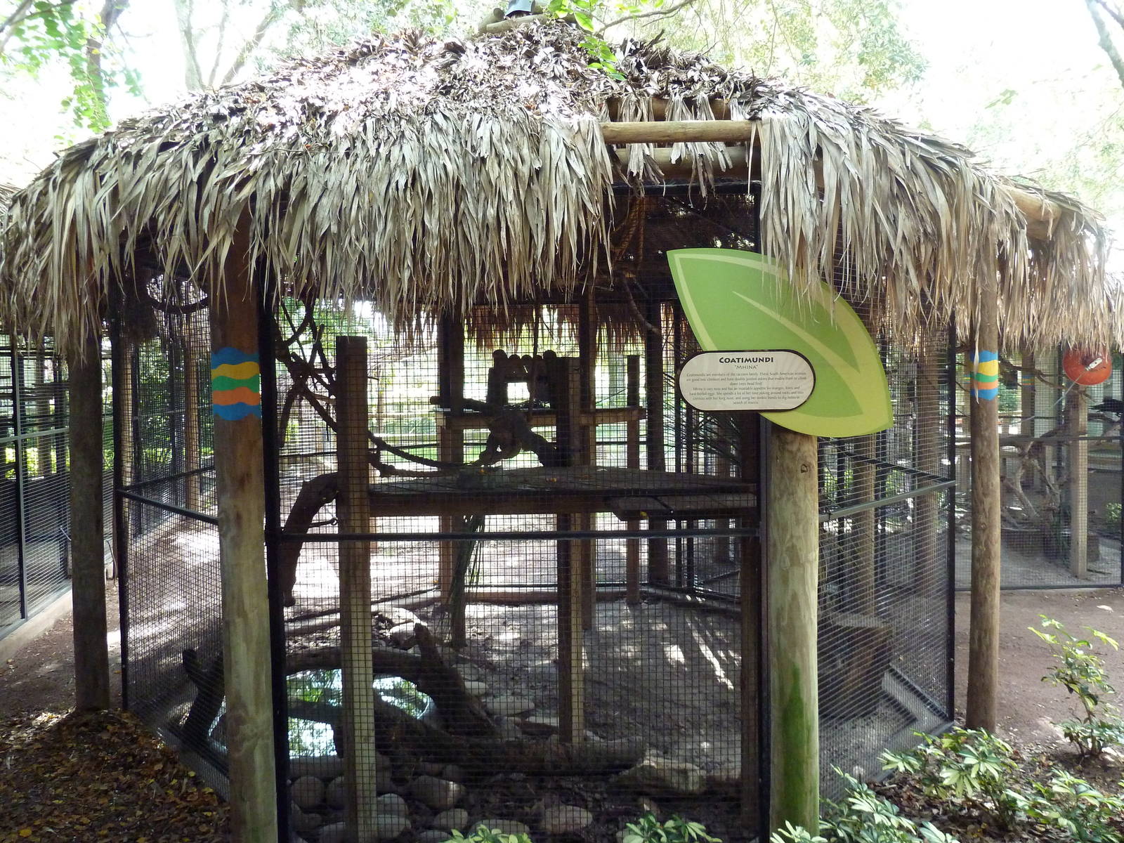 Jambo Junction - Coati Exhibit