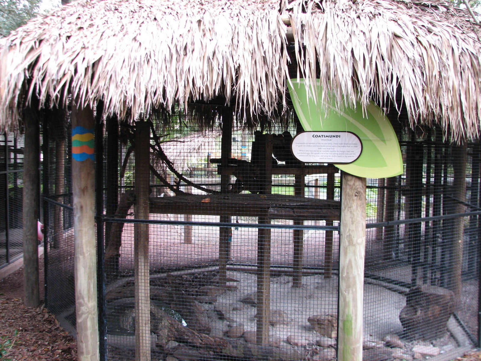Jambo Junction - Coatimundi Exhibit