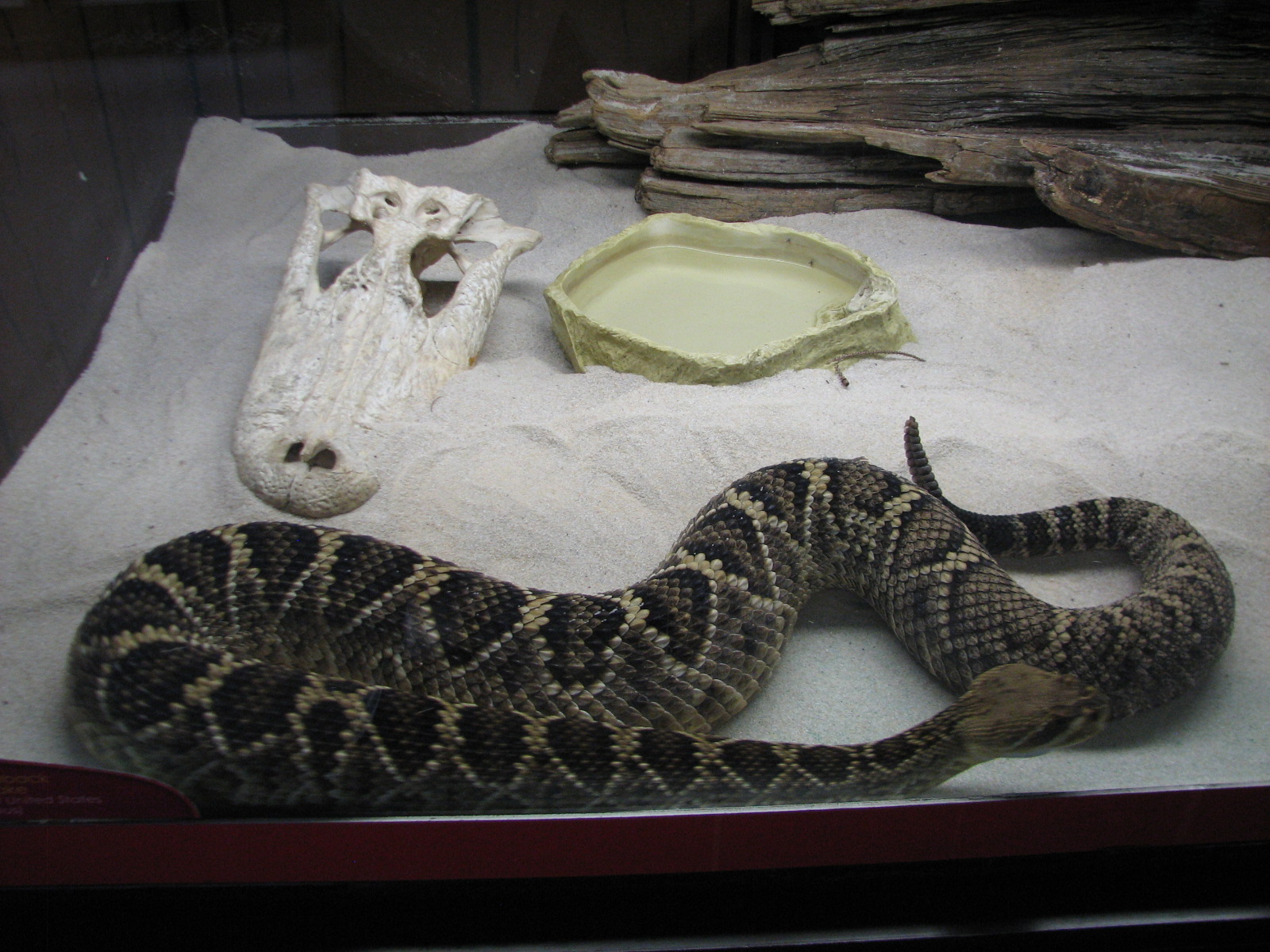 Jambo Junction - Eastern Diamondback Rattlesnake Exhibit