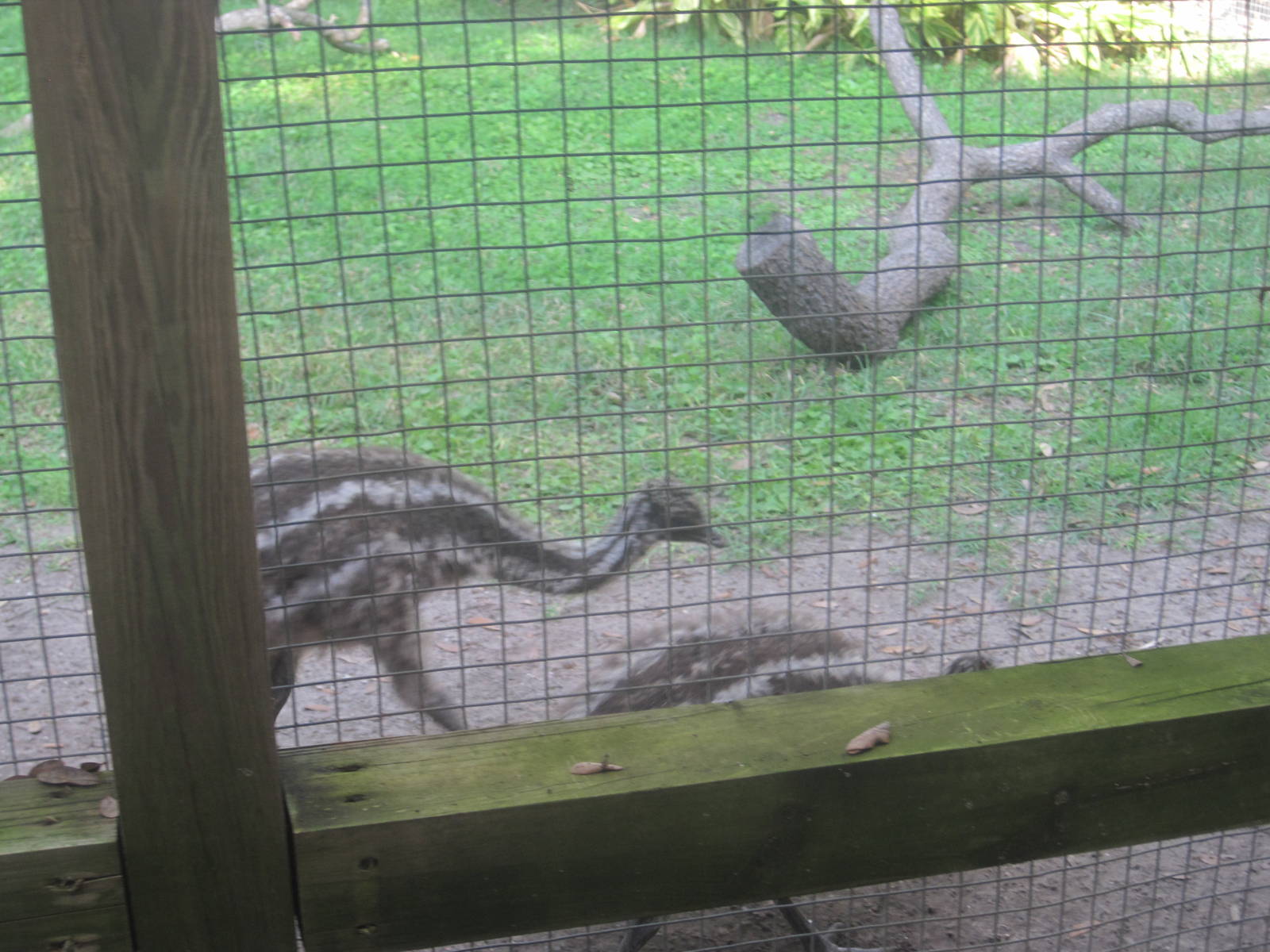 Jambo Junction- Emu Chicks