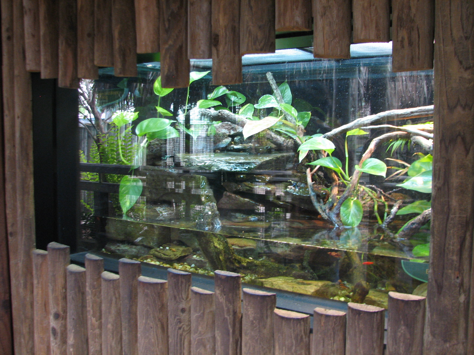 Jambo Junction - Eyelash Viper Exhibit