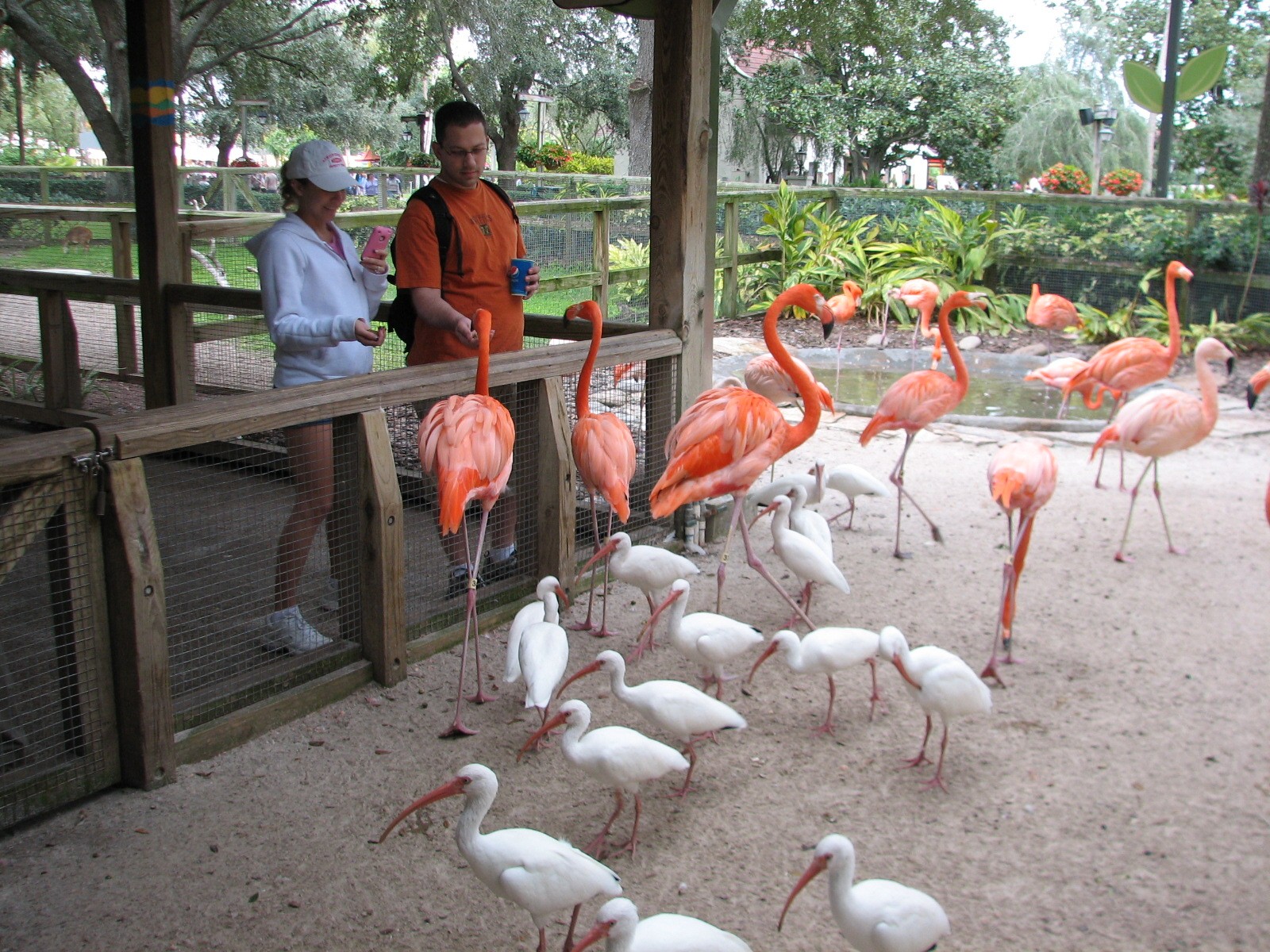 Jambo Junction - Flamingo Exhibit