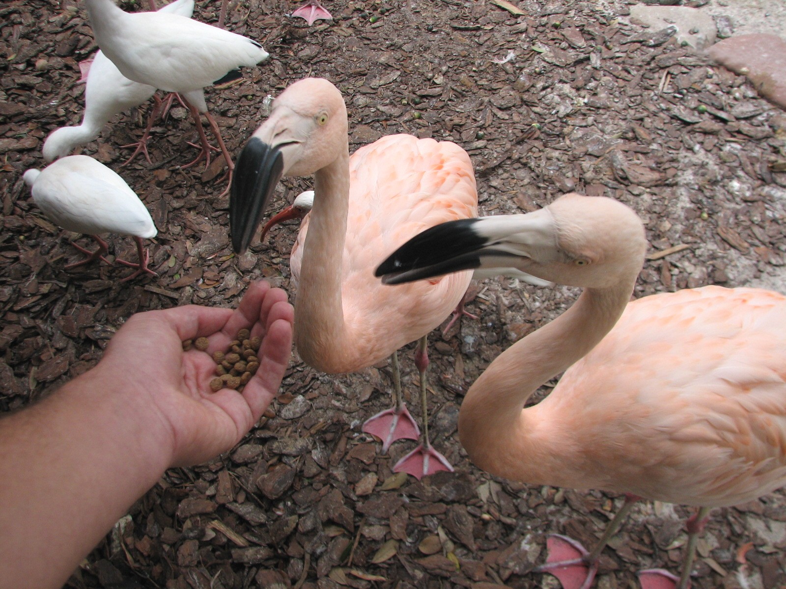 Jambo Junction - Flamingo Exhibit