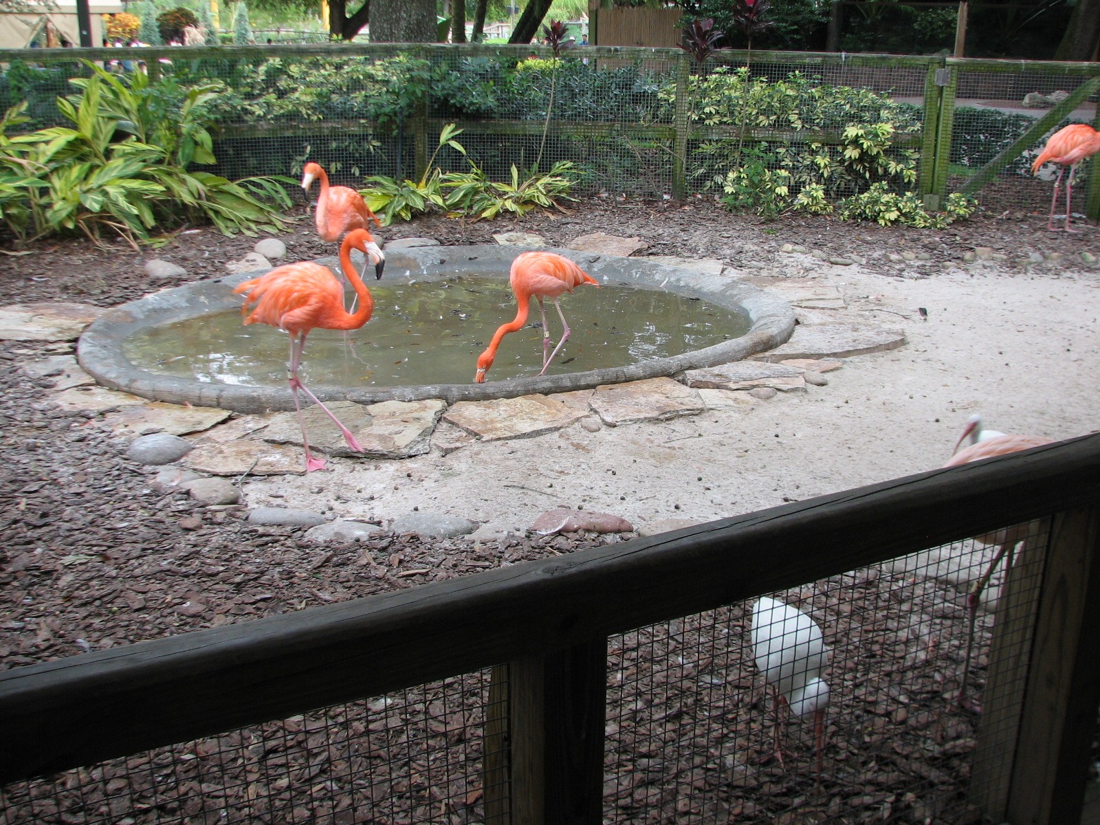Jambo Junction - Flamingo Exhibit