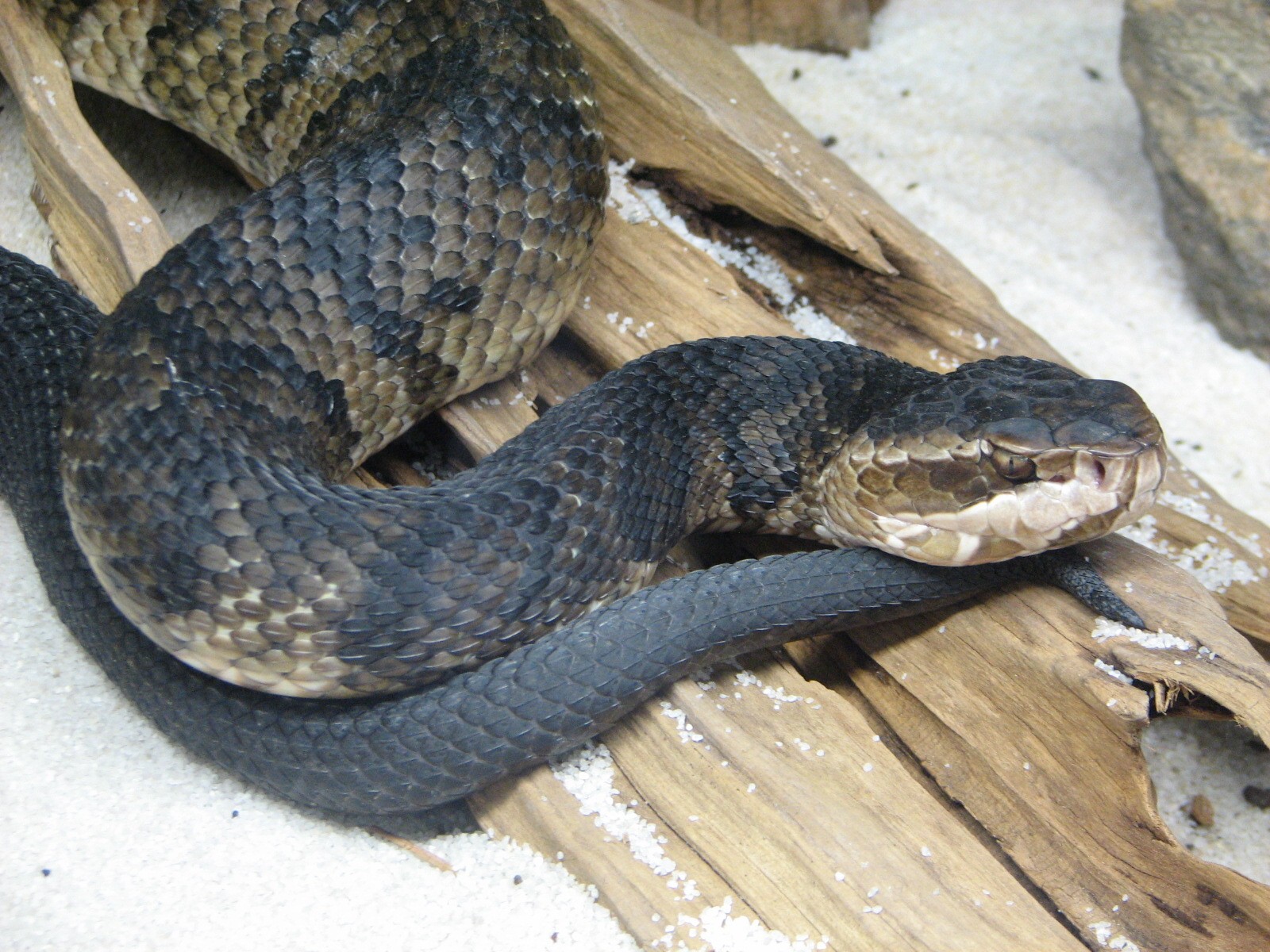 Jambo Junction - Florida Cottonmouth Exhibit