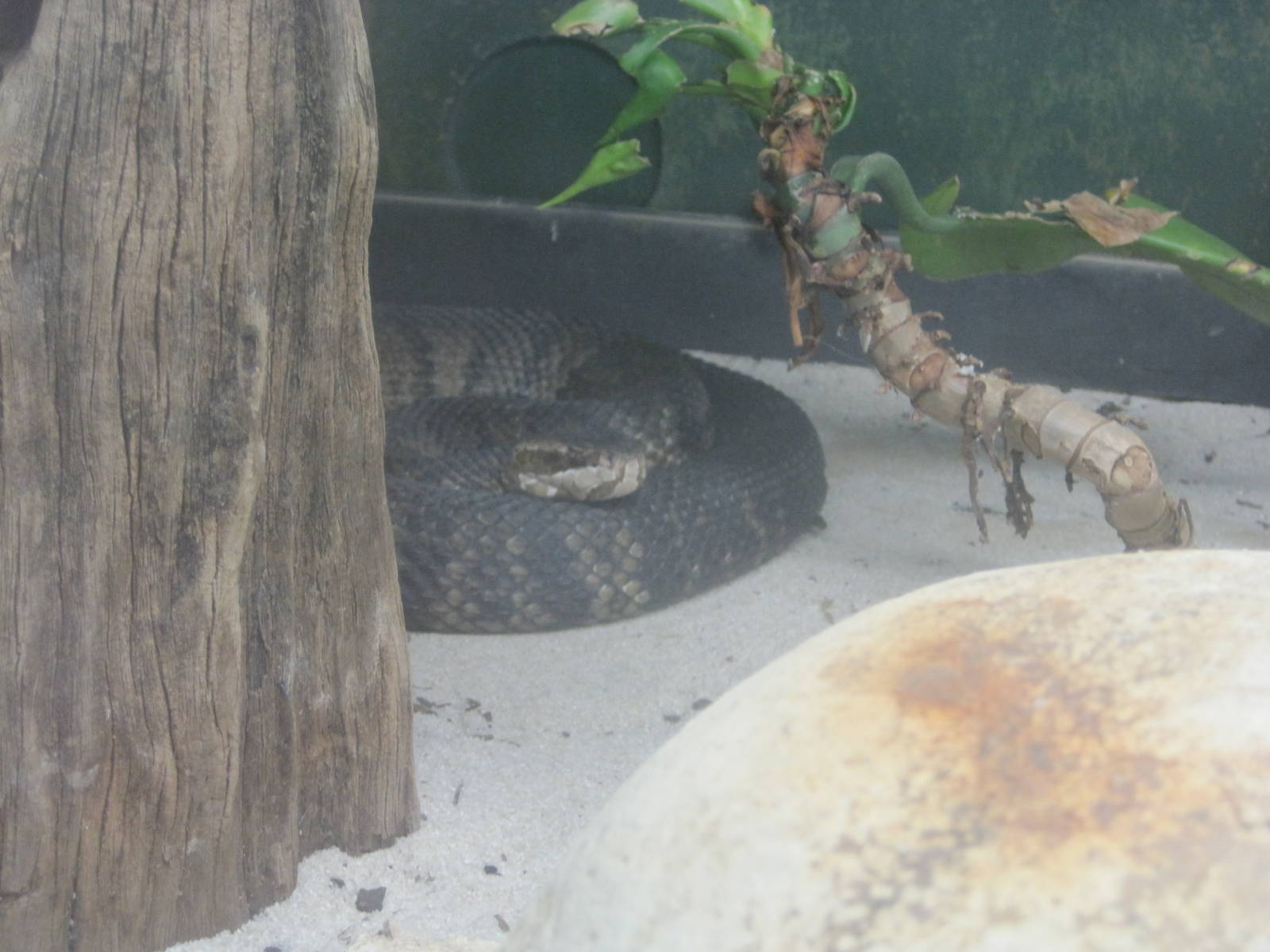 Jambo Junction- Florida Cottonmouth