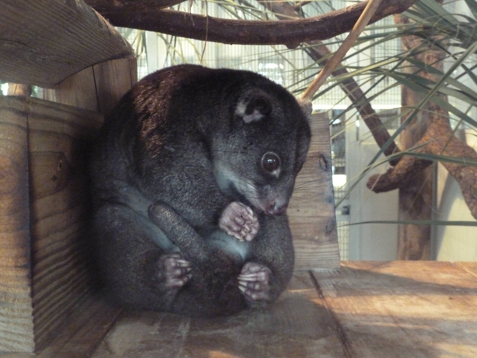 Jambo Junction - Ground Cuscus