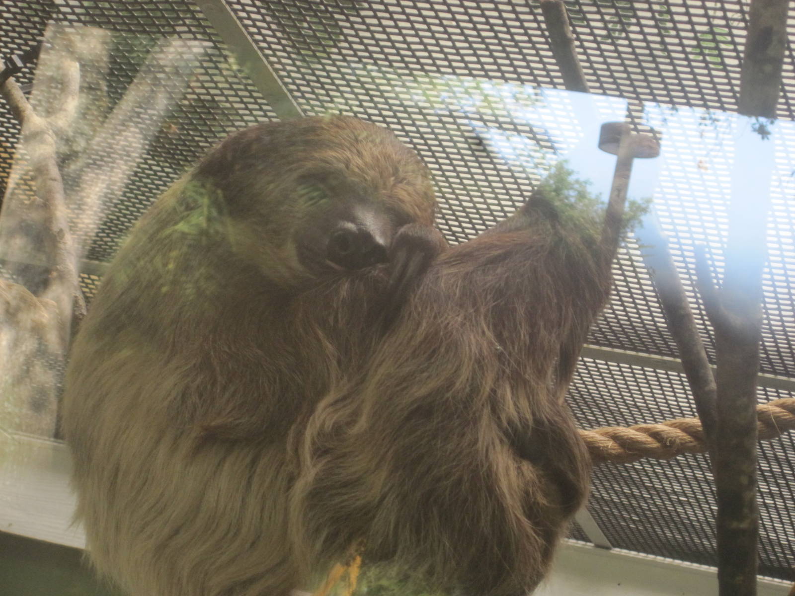 Jambo Junction- Linne's Two-Toed Sloth