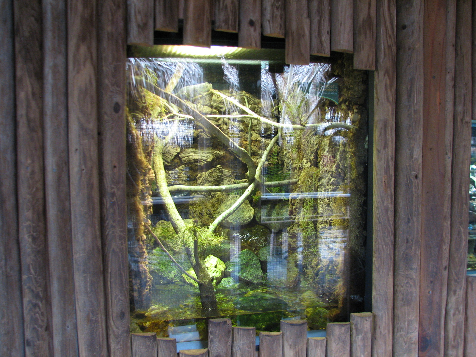 Jambo Junction - Oustalet's Chameleon Exhibit