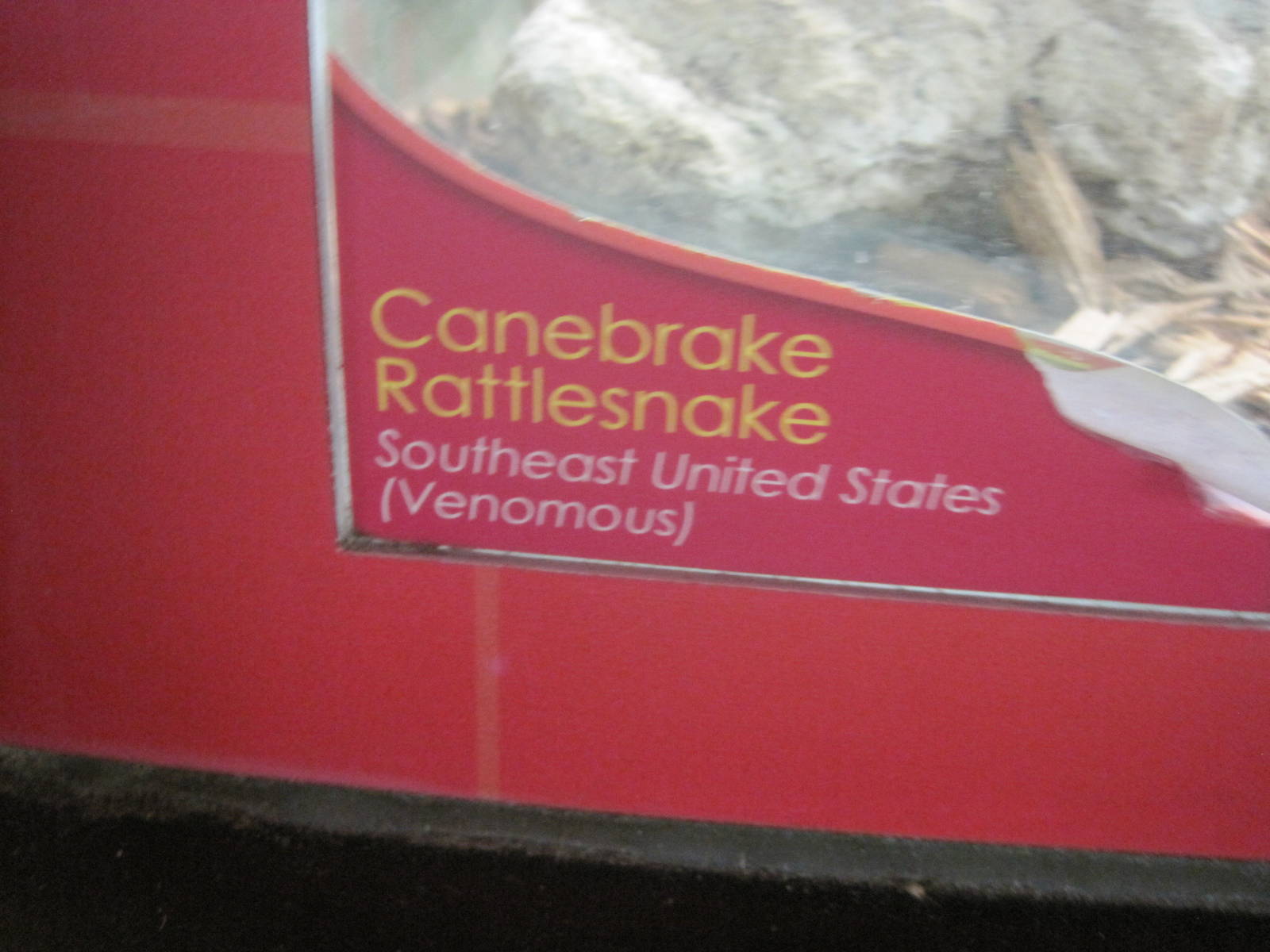 Jambo Junction- Rattlesnake Signage