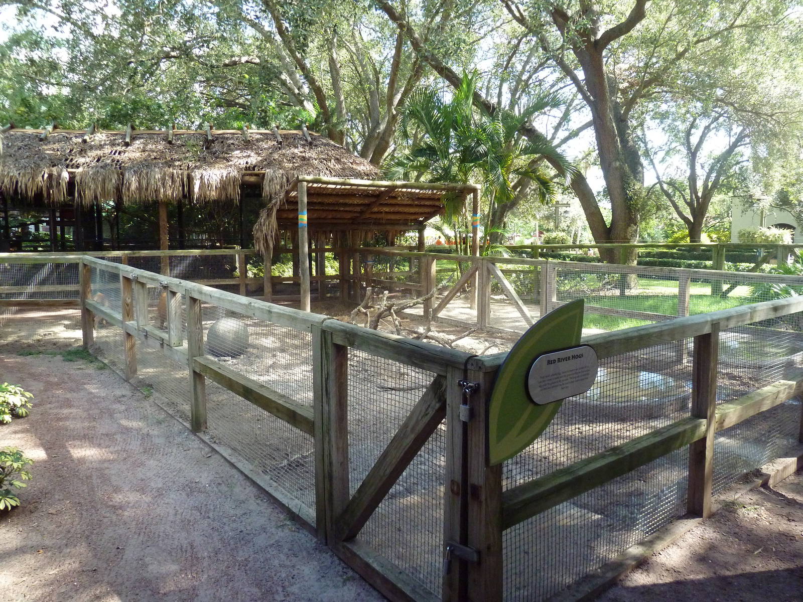 Jambo Junction - Red River Hog Exhibit