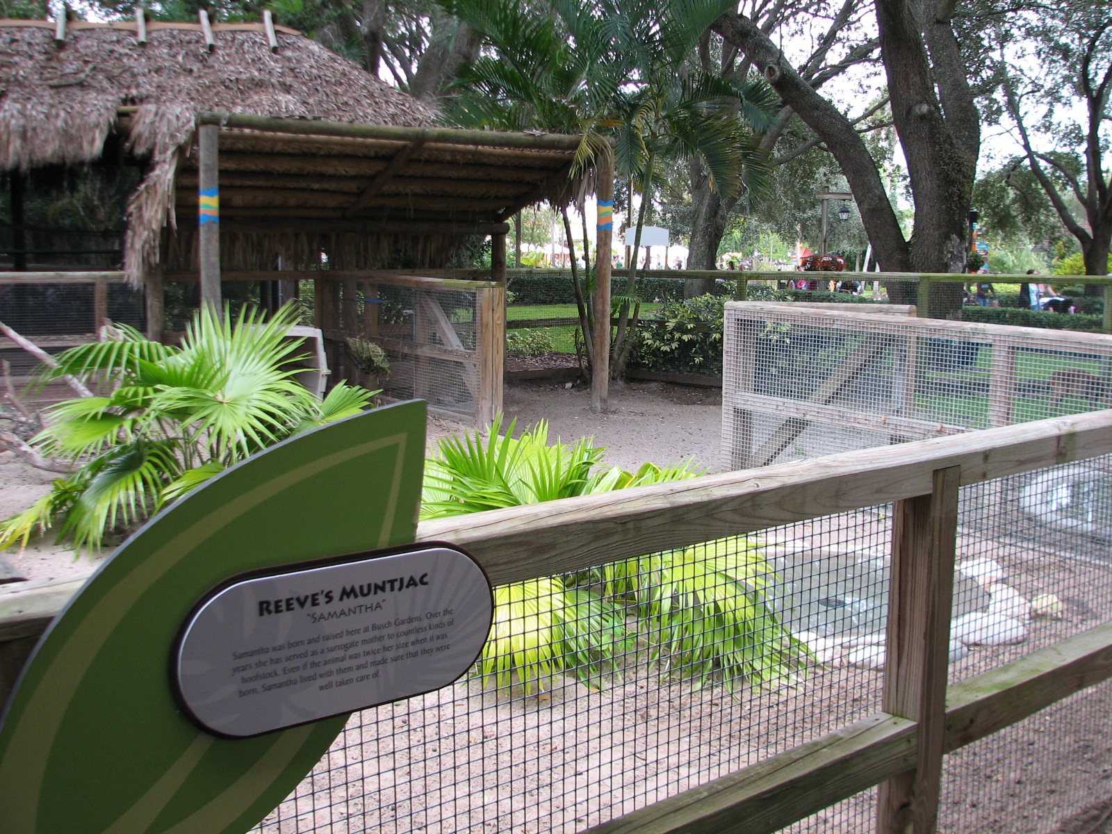 Jambo Junction - Reeve's Muntjac Exhibit