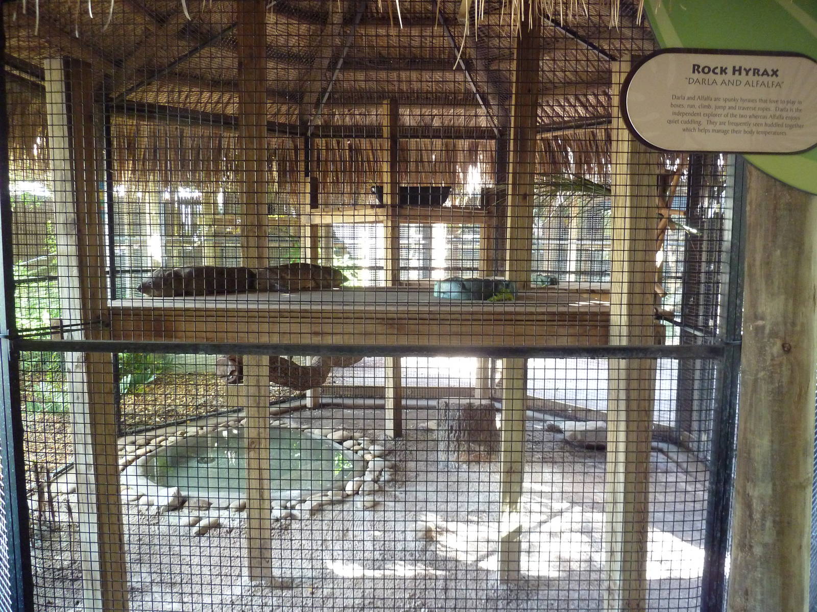 Jambo Junction - Rock Hyrax Exhibit