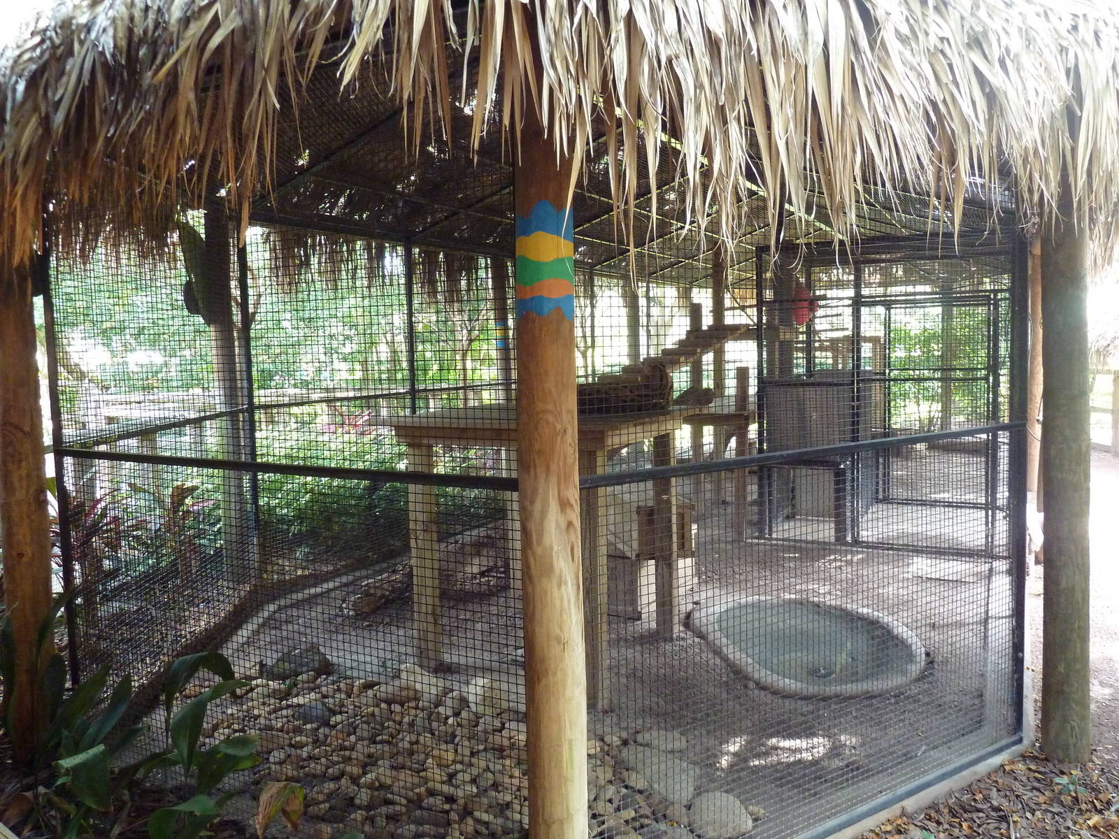 Jambo Junction - Serval Exhibit