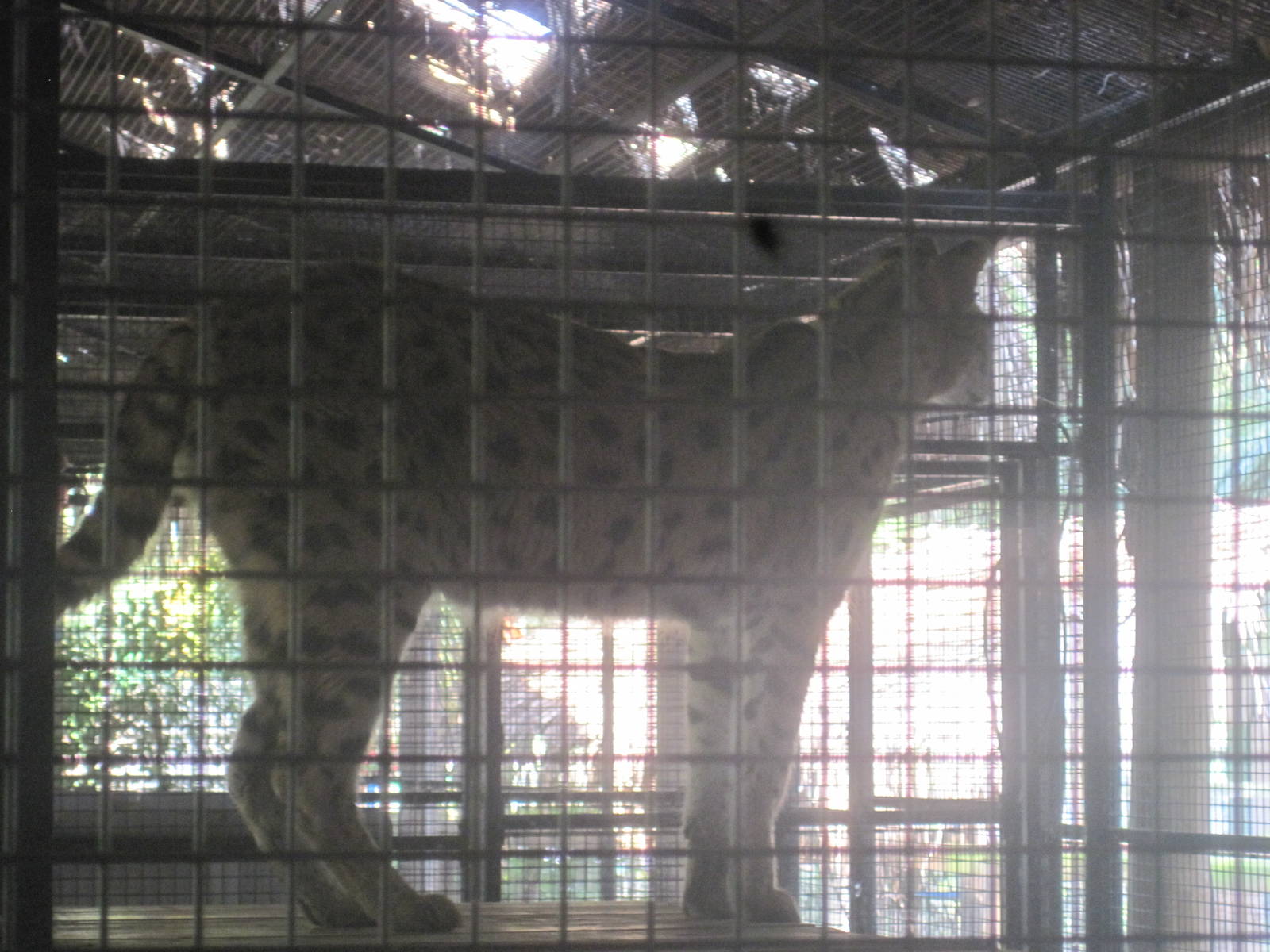 Jambo Junction- Serval