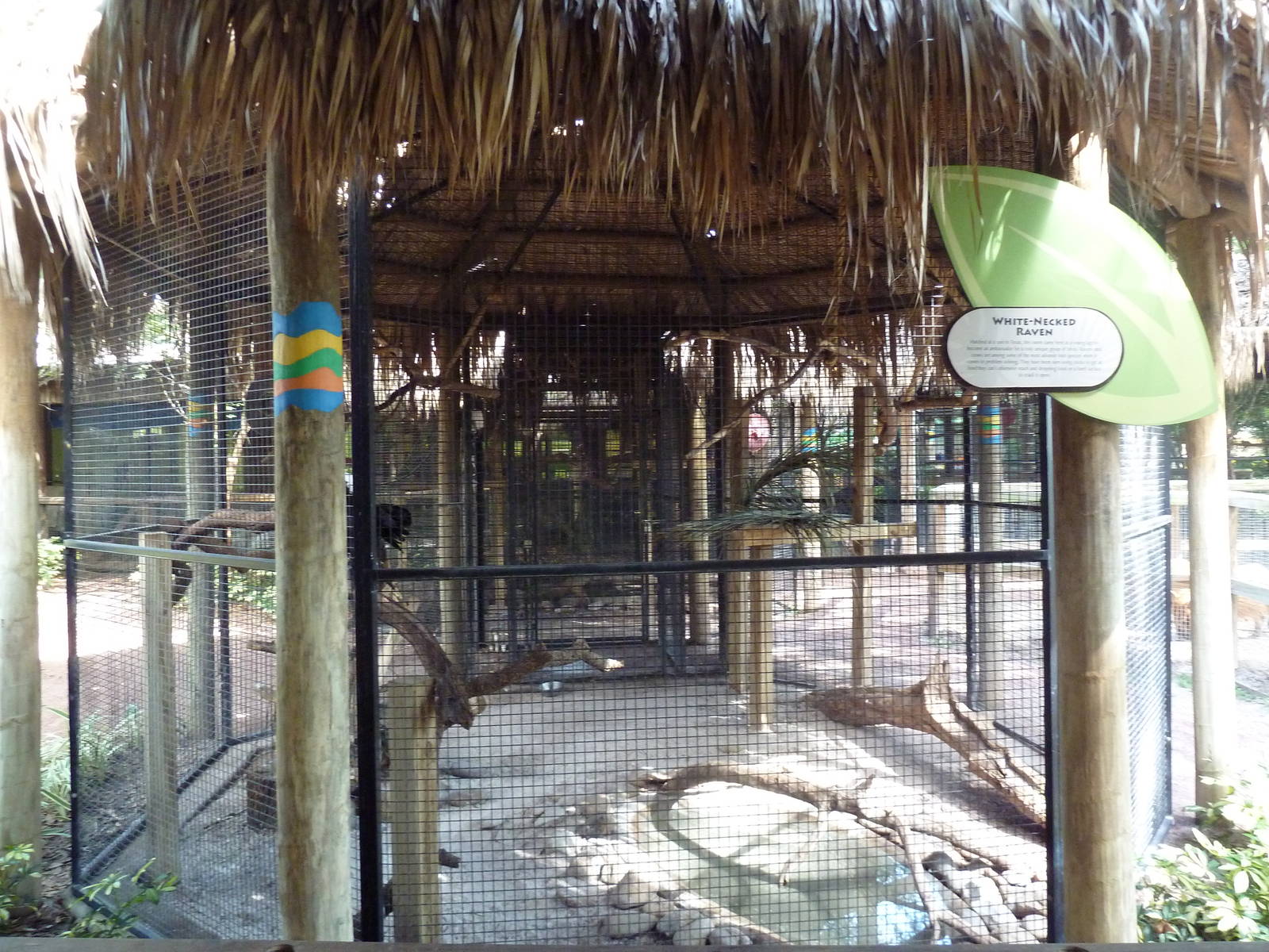Jambo Junction - White-Necked Raven Exhibit