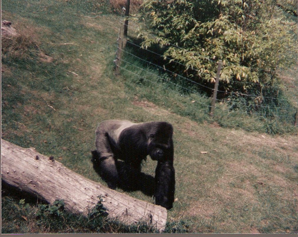 Jambo the gorilla at Jersey Zoo, 3 August 1992
