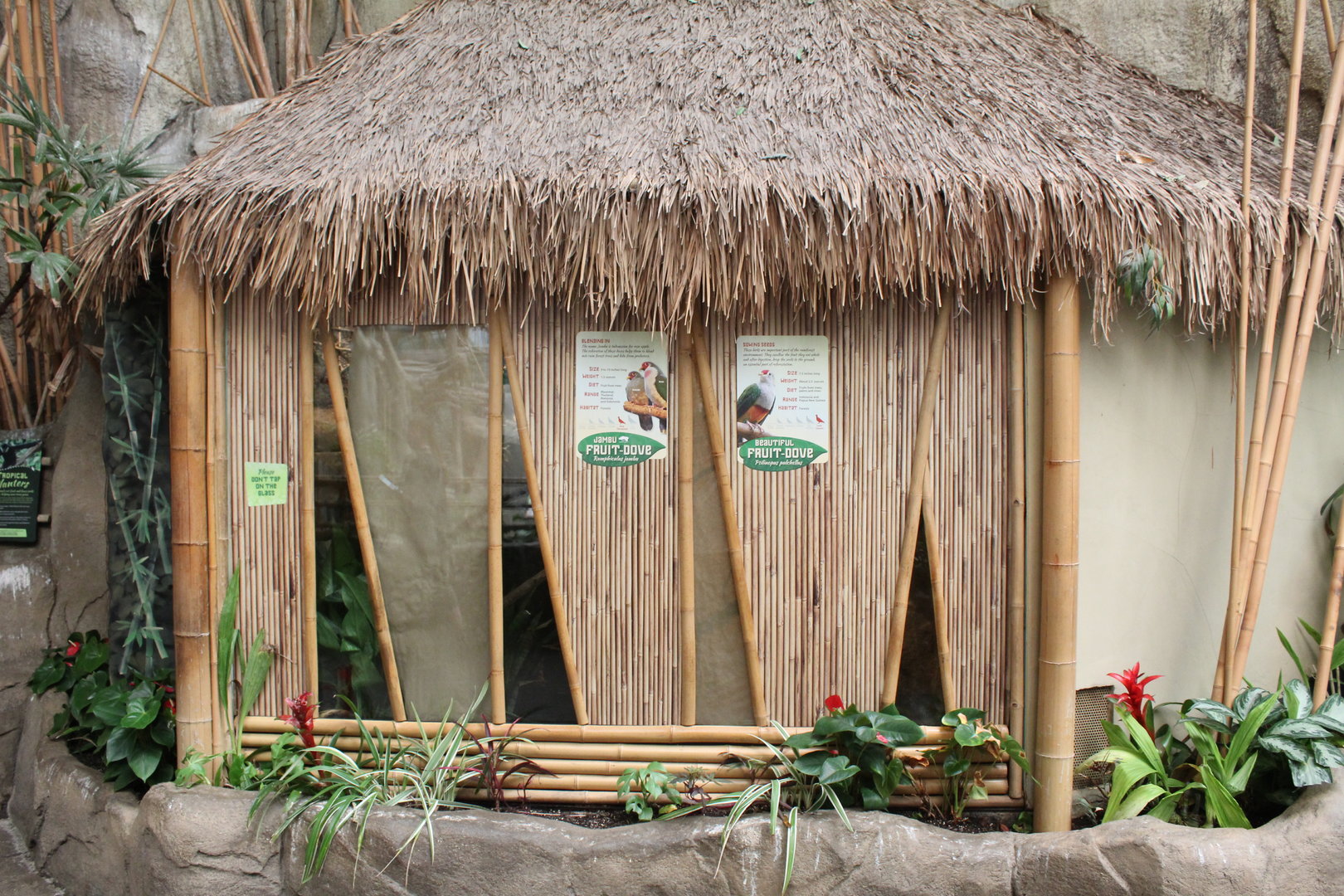 Jambu Fruit Dove and Beautiful Fruit Dove Exhibit - Tropic World