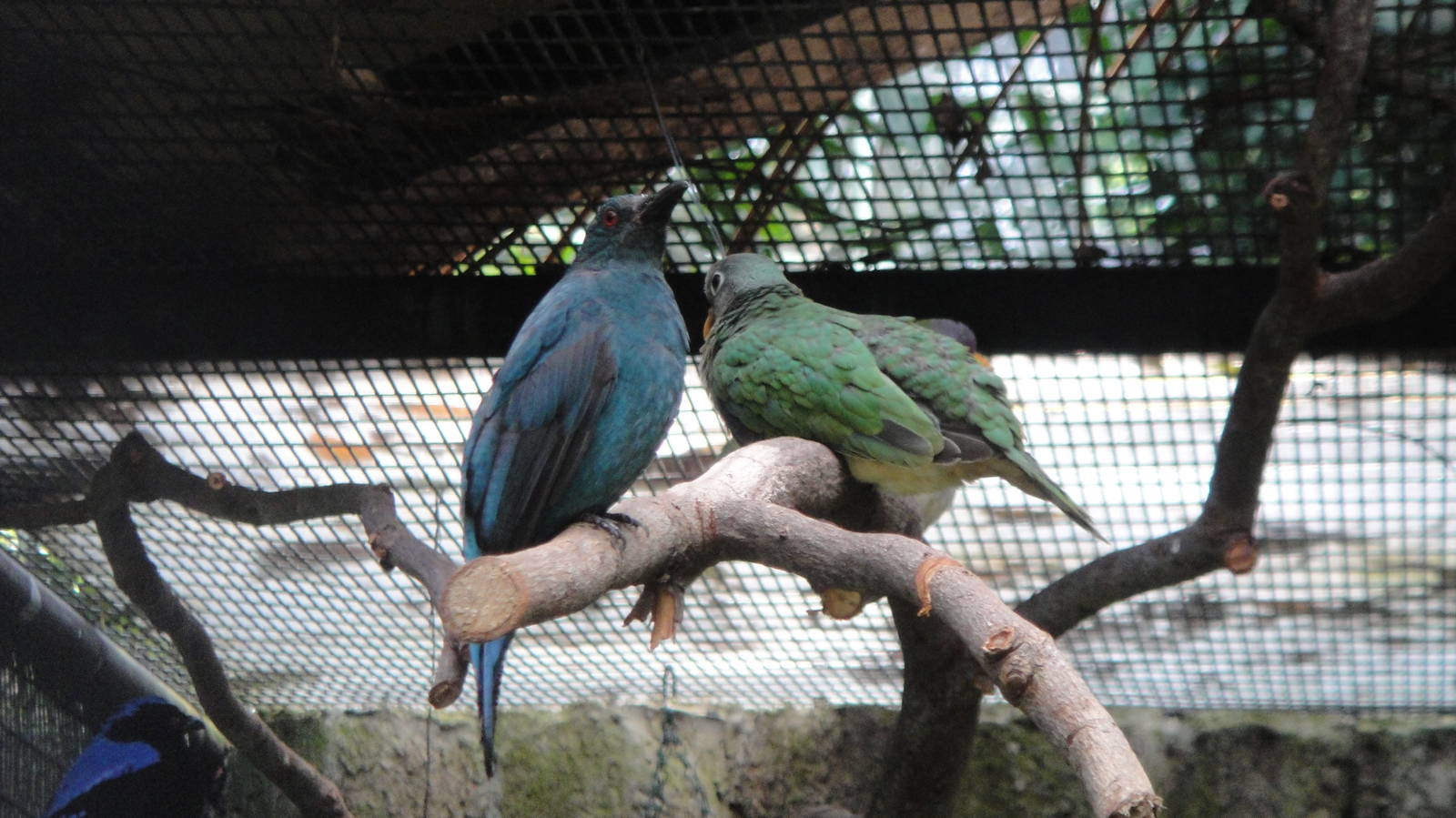 Jambu Fruit-dove and Fairy Bluebird (female)