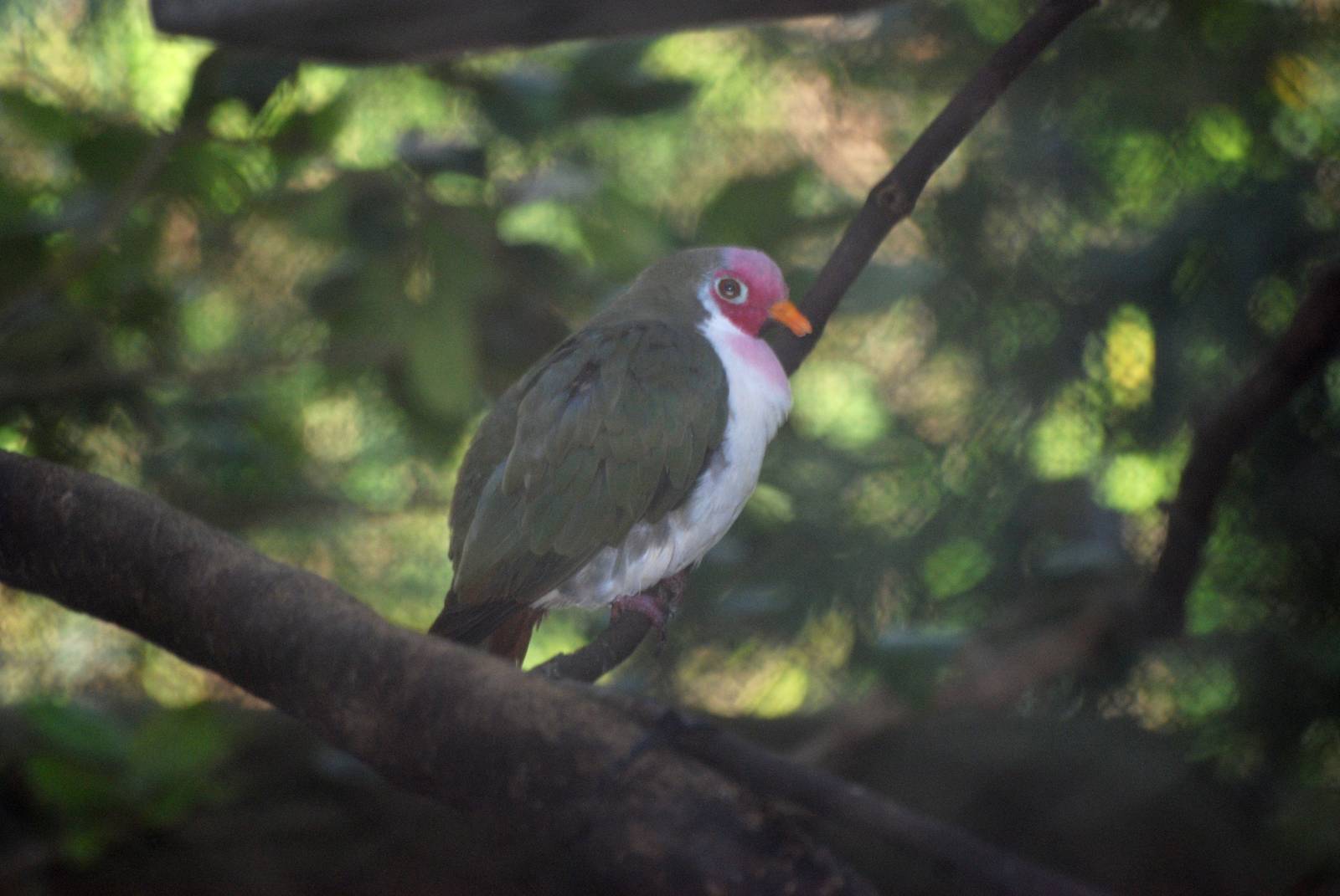 Jambu Fruit Dove at Jacksonville, 10/10/13