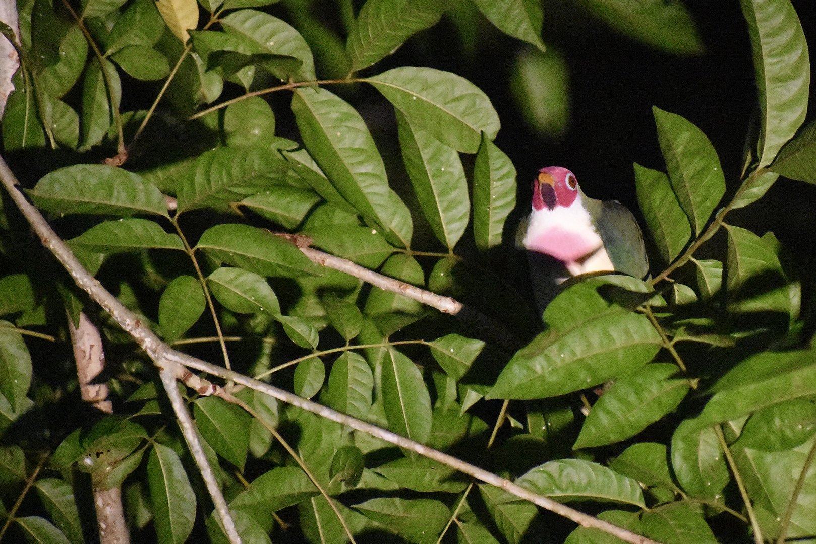 Jambu fruit dove - (Danum Valley Field Centre, Sabah)